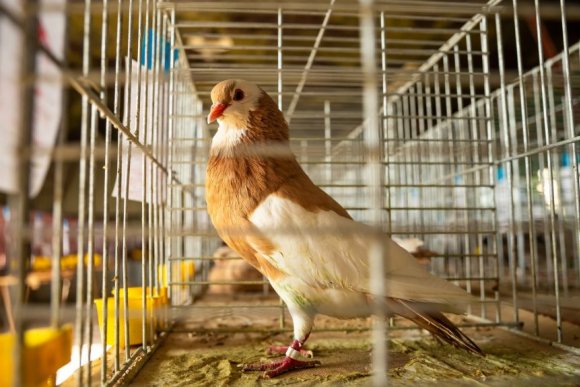 Jarní výstava drobného zvířectva - hlavní náhled