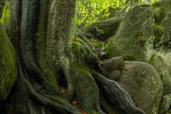 Les a jeho minisvěty - hlavní náhled