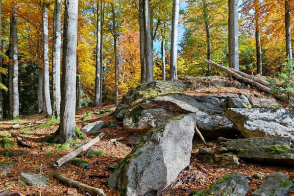 Žďárskými vrchy po stopách posledního vlka