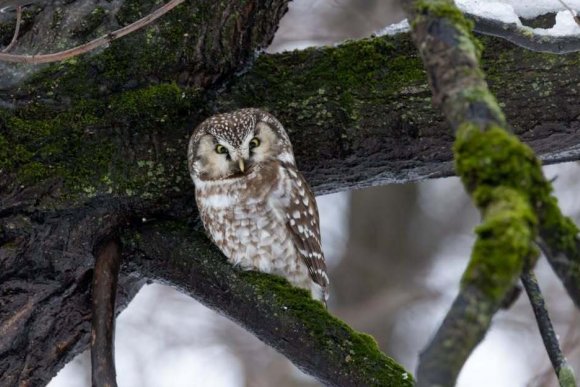 Soví houkání - hlavní náhled