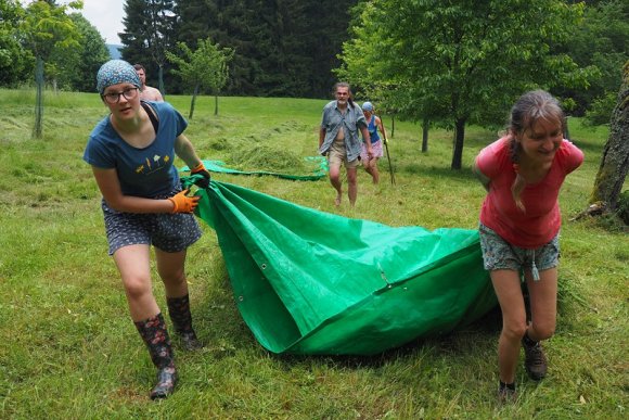 Kosení a hrabání starého třešňového sadu u Vříště na Sněžensku - hlavní náhled