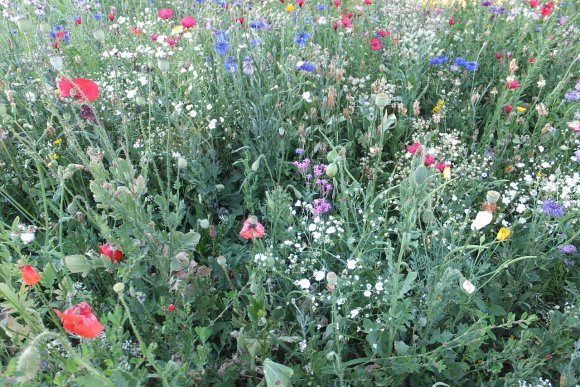 Beseda o zahradě s M. Zelníčkovou a M. Gregorovou - hlavní náhled