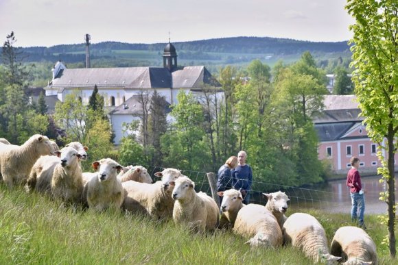 Zahájení pastvy ovcí pod Zelenou horou - hlavní náhled