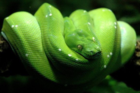 Výstava terarijních zvířat - hlavní náhled