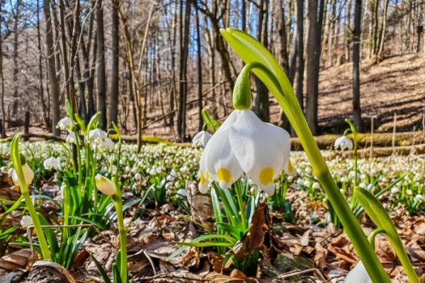 Výlety za prvními jarními květy