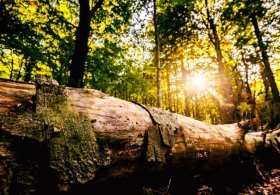 Žákova hora: Prales plný tajemství