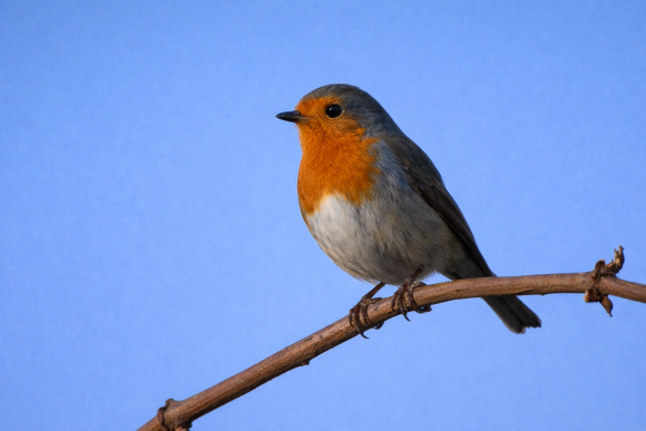 Ornitologická vycházka - hlavní náhled