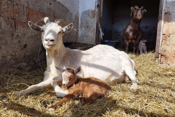 FarmaFest ve Zlatkově - hlavní náhled