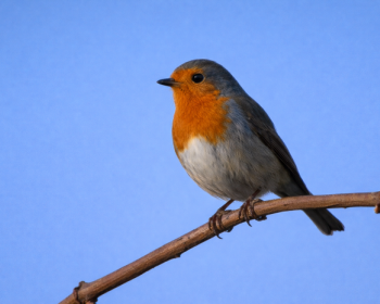 Ornitologická vycházka