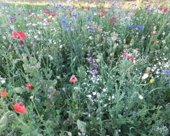 Beseda o zahradě s M. Zelníčkovou a M. Gregorovou