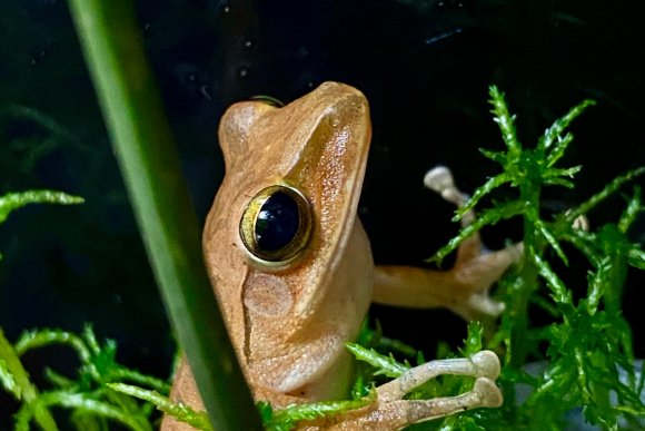 Život v pralese - hlavní náhled