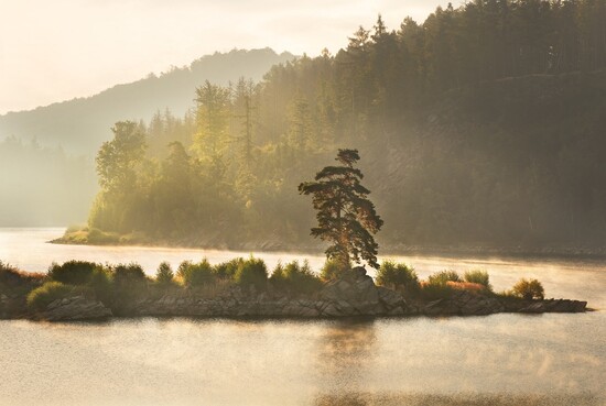 IMG 3203 borovice vir