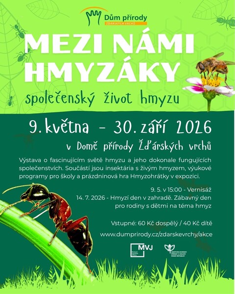 Kratka hmyz copy