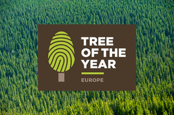 Chudobínská borovice se stala Evropským stromem roku 2020